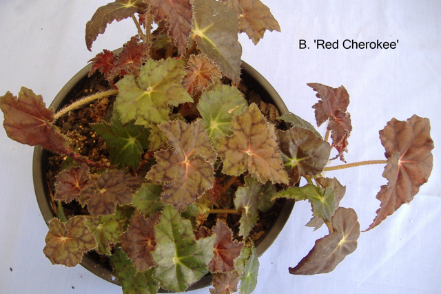 B. ‘Red Cherokee’